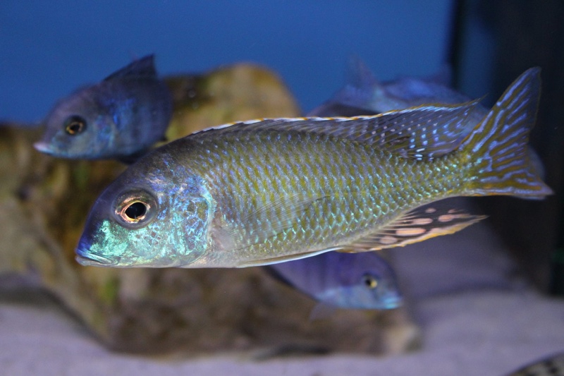 Tramitichromis lituris 'Mdoka'